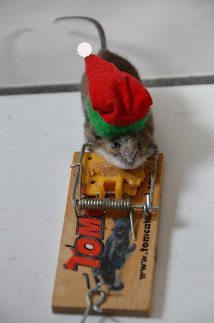 Christmas mouse is dead...