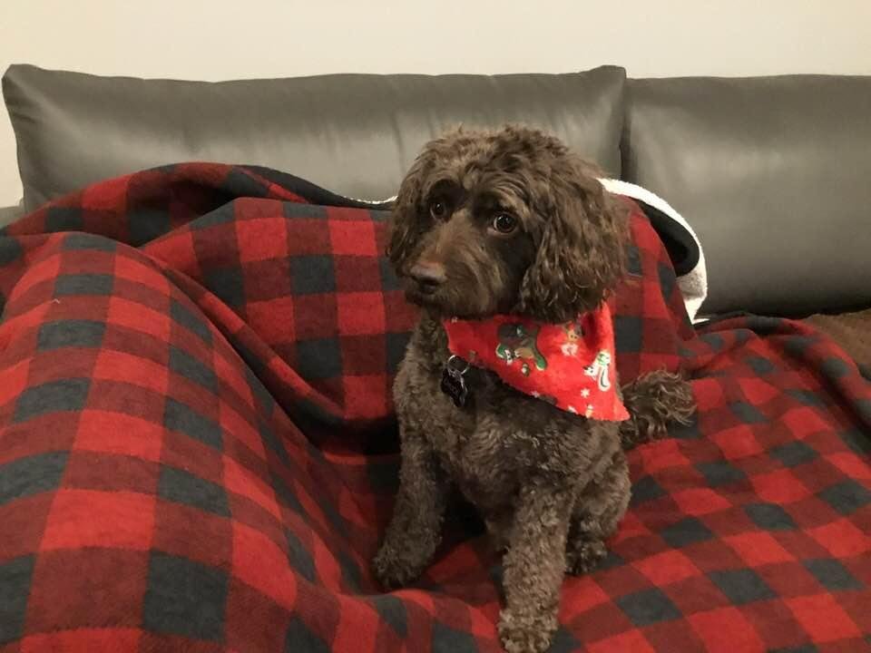 Chuck,s Christmas Haircut