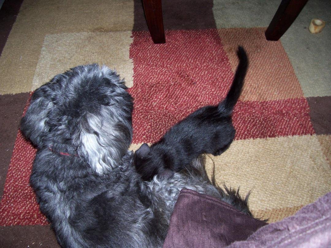 The kitten trying to nurse on my male dog. That didn't last long. The dog was not impressed.