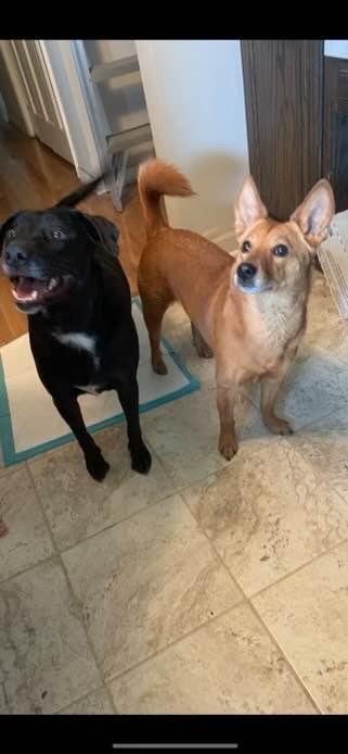 Luna and Rosie. Happy Dog Day❤️❤️