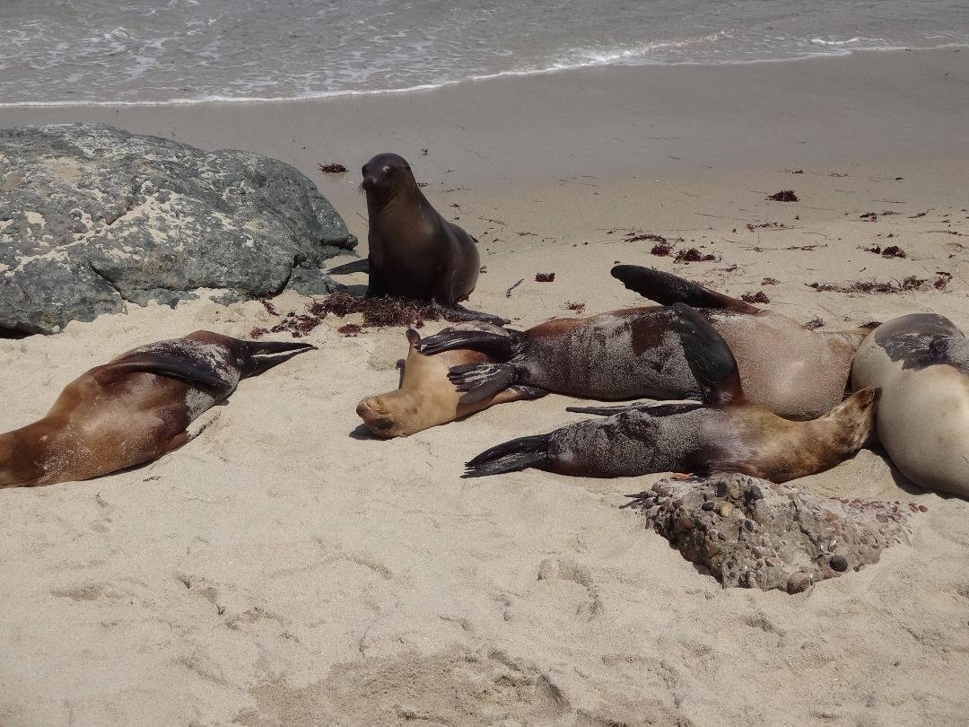 Michael Mueller's album, San Diego Trip