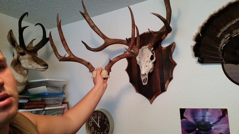 The mount my grandson Kody McManus made of my buck.