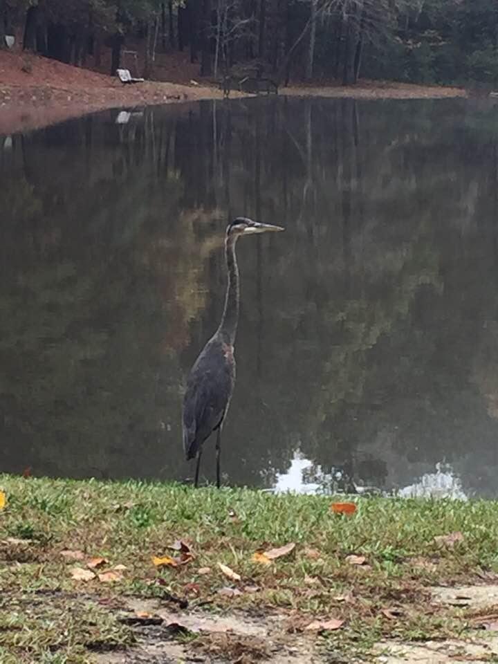 Visitor to the neighborhood lake.