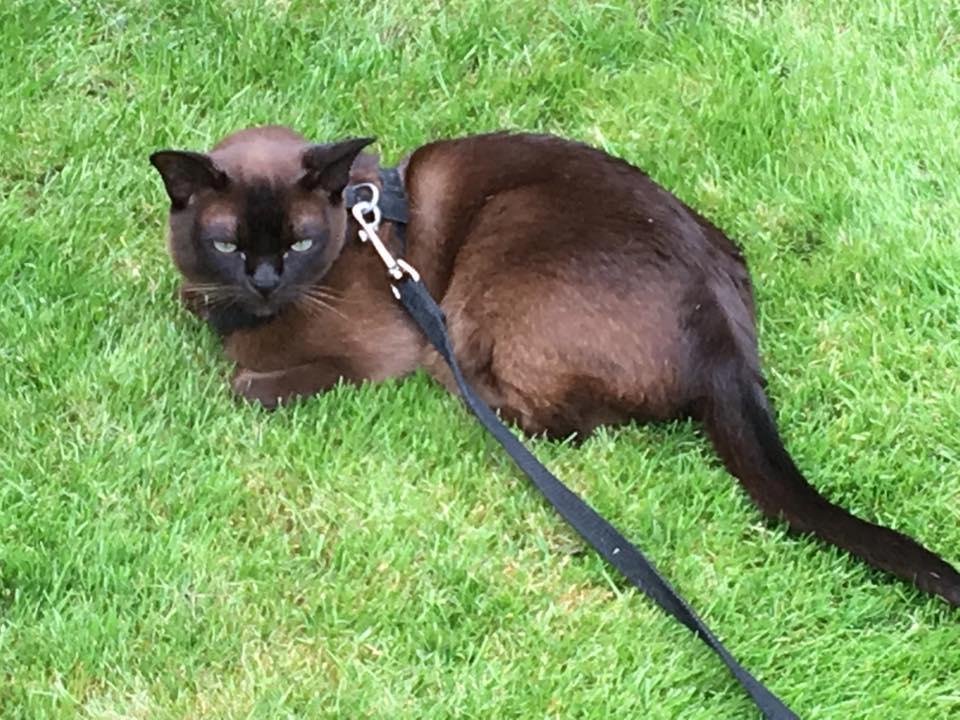 Zach relaxing in the back garden today with temps in high 70's.