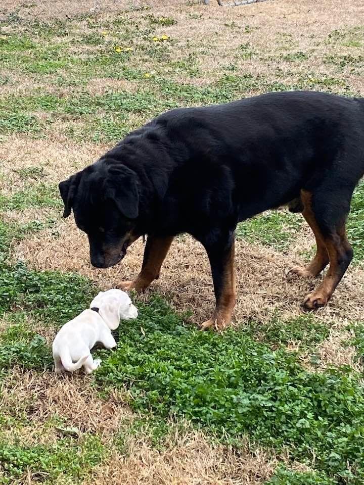 My new pup is making friends with my Daughters Rotti!🇺🇸👍❤️🙏