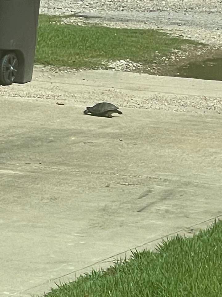 First turtle I have seen in a while. Usually see them when they lay eggs in our yard then head back to the swamp.
