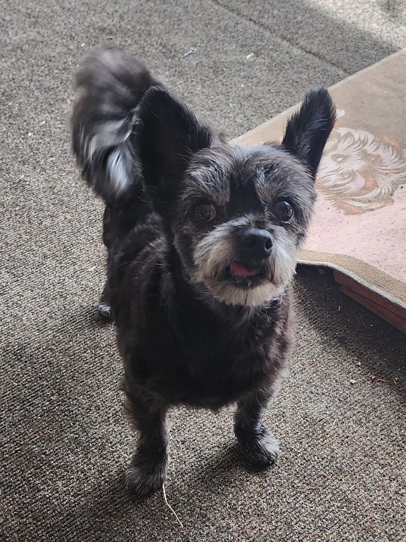 Our sweet Fiona decided to take on a skunk last night. Unfortunately she lost, but won a late night trip to the emergency vet when she began frothing at the mouth, vomiting and diarrhea came next.... Fortunately she is home