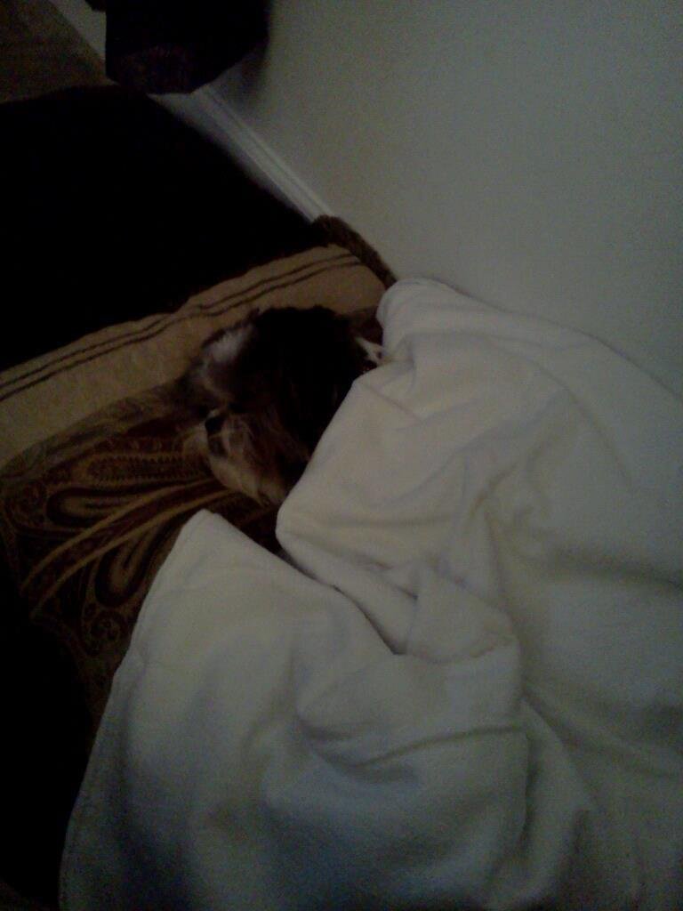 Bailey going night night