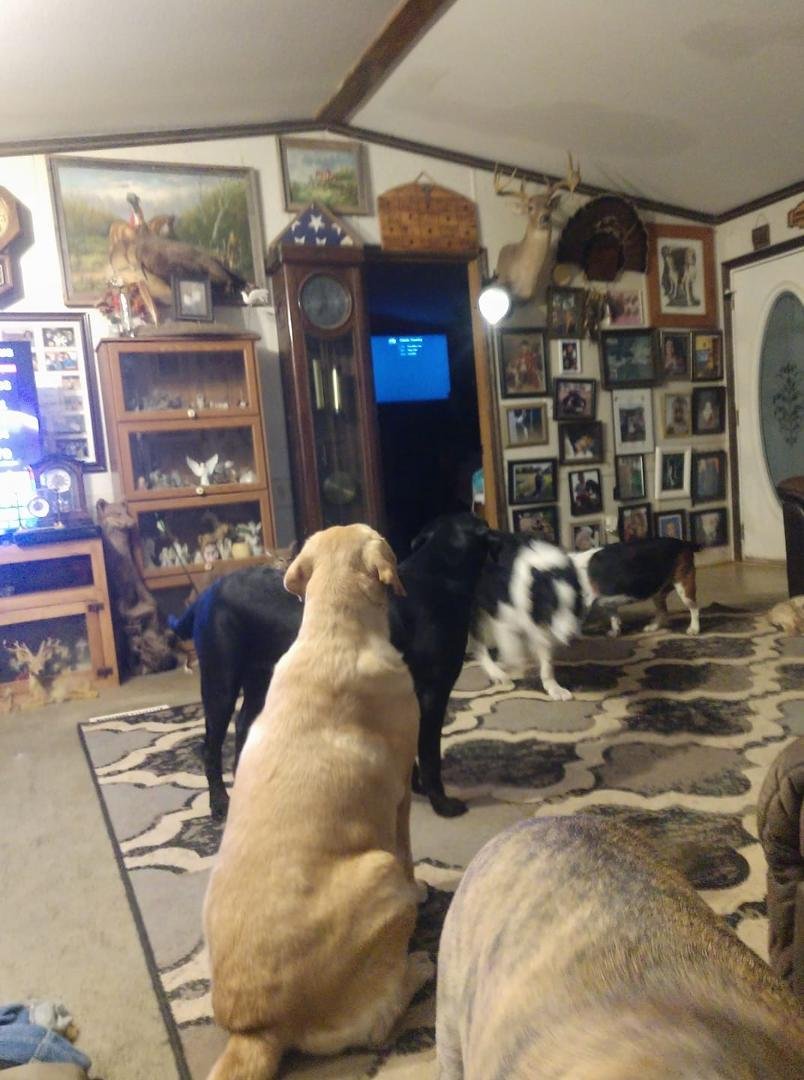 I will bet my wife 😂 is the only person with a audience of 6 dogs waiting on their treat