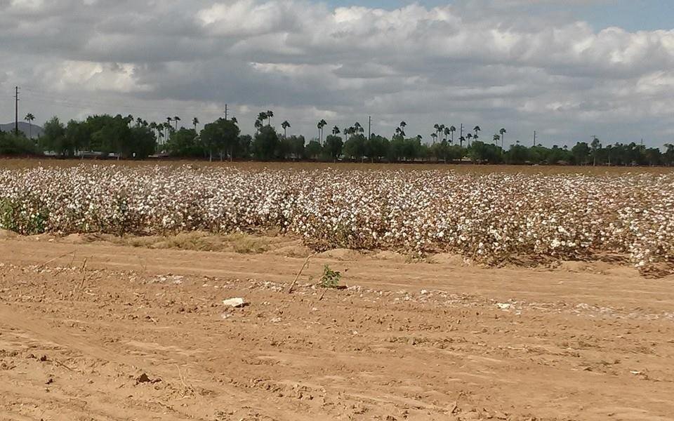 Who knew..pima cotton in Scottsdale. Pima Blvd. Should have been a clue, but we weren't expecting cotton outside of the SE.