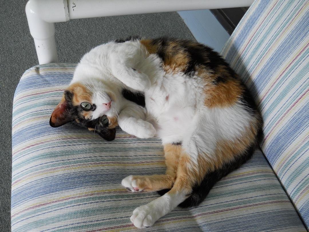 Ginger being coy