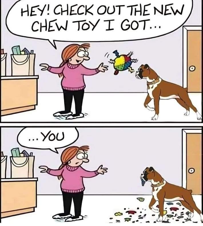 The struggle is real !
Our dogs destroy Kong and bullymake fast