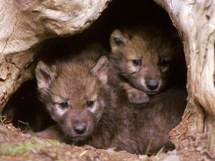 My intention is to fill up facebook with baby animals to break the saturation of negative images and videos. If you like this post, I will choose a baby animal for you.