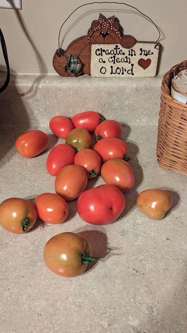 Looks like I have about enough for a big batch of my Sunday sauce to can for later. It always tastes better with Roma tomatoes, especially home grown ones.