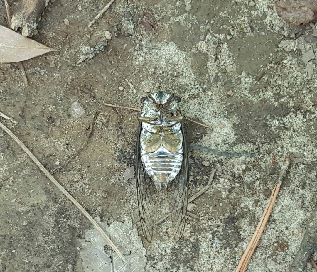 A bug we seen, on our hike. We went to Lake Greenwood State Park today. Beautiful park, water was nice. Billy went swimming, and I waded. Billy cried, he did not want to leave. 10 parks to go.