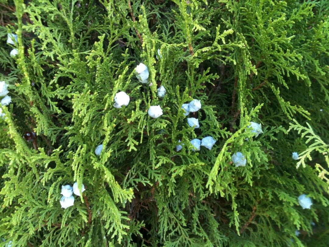 These juniper berries are a shade of blue I find simply sublime.