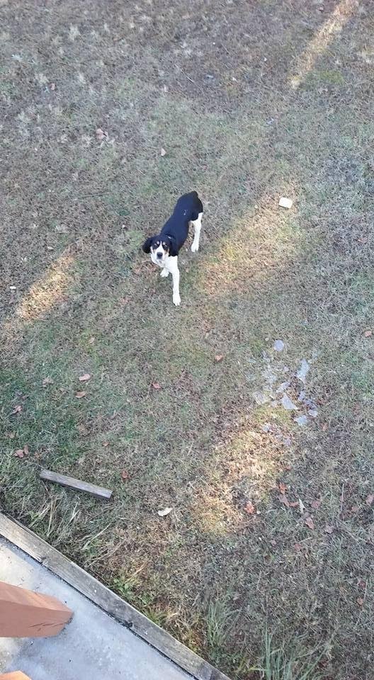 This beautiful dog has been in the neighborhood for several days. Need to find his family. 470_248_6916