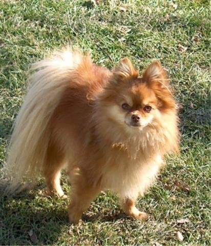 Lost our Angel today.
Born 9/4/20000. She will be forever in our hearts!