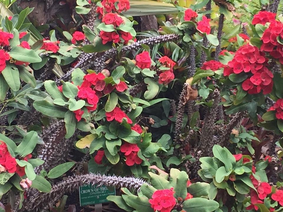 Fosters Botanical Gardens