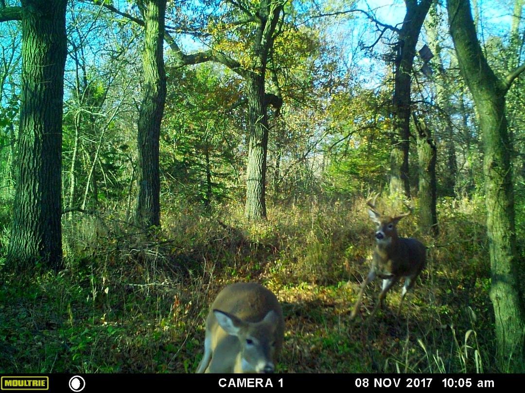 Can u find the tree stand