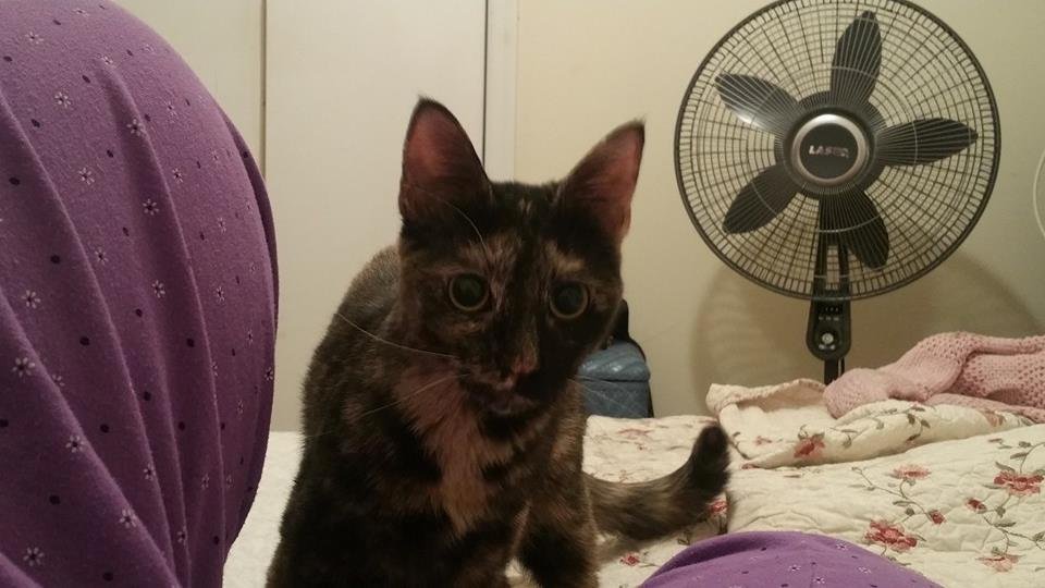 Here's our new little girl. She lived with two litter mates until lately. Likes other cats and people. I think this one will work. Working on a name.