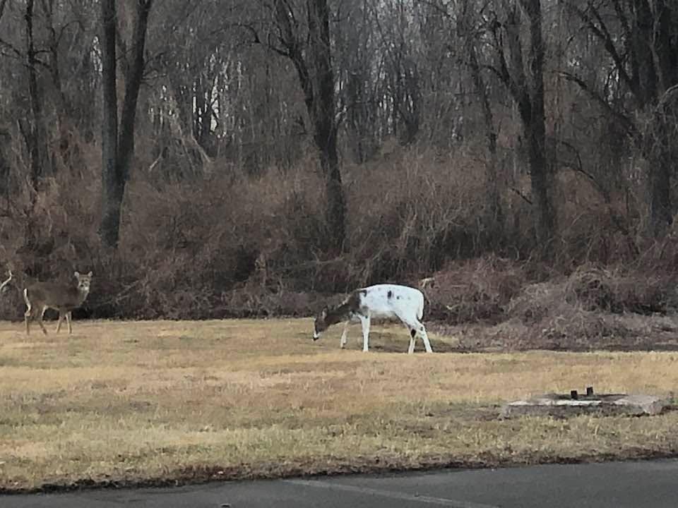 OMG a white deer!! By the spaghetti place Jacksonville Road
