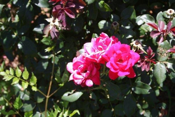 Ann Bowes' album, Flowers in my yard