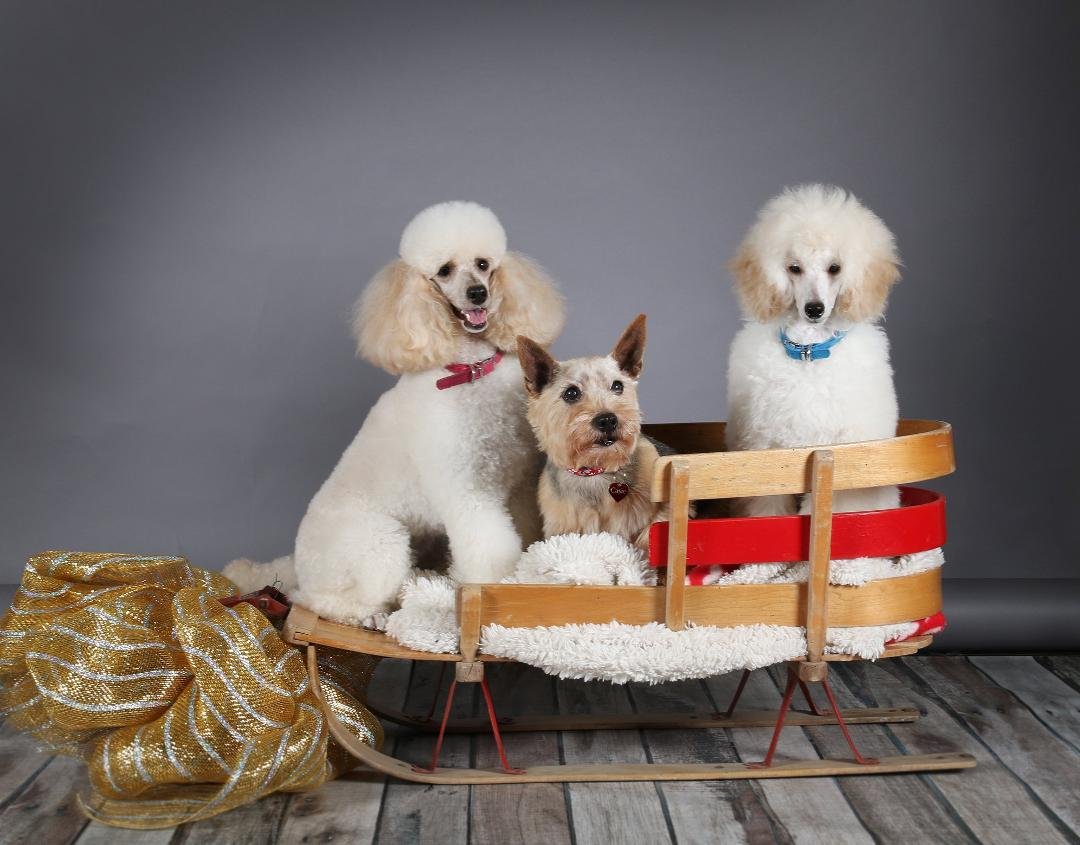 It's Casie and the Poodles (Jazz and Jasper) getting ready for Xmas....