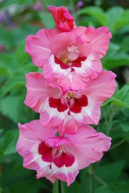 GOOD MORNING be BLESSED be HAPPY !!!