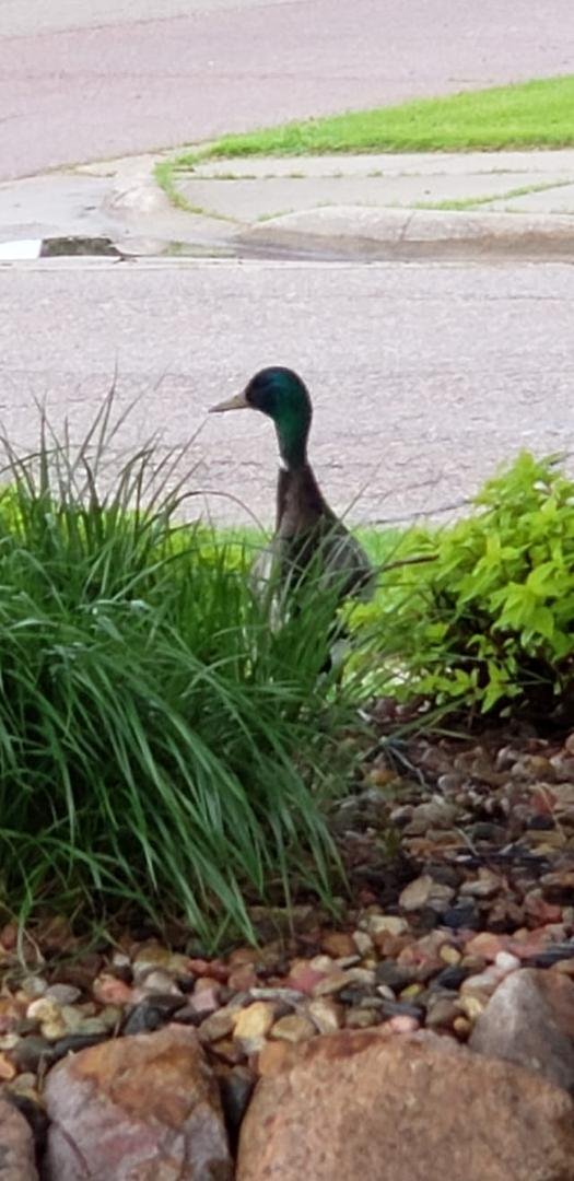 Father duck waiting for his ducklings to hatch.