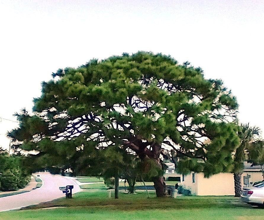 I am asking those who love the outdoors to post a picture. A picture that YOU took. No description. The goal is to regain peace and harmony without negativity. Please copy the text, put a picture on YOUR page. Here is mine.
