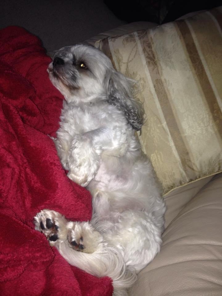 Lazy pup.