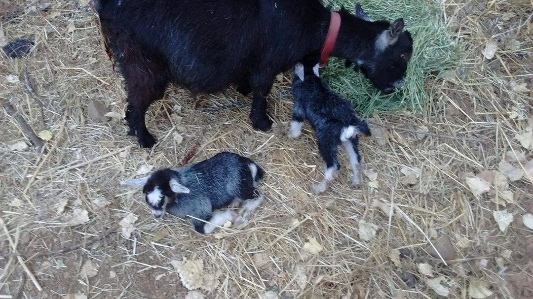 the babies
