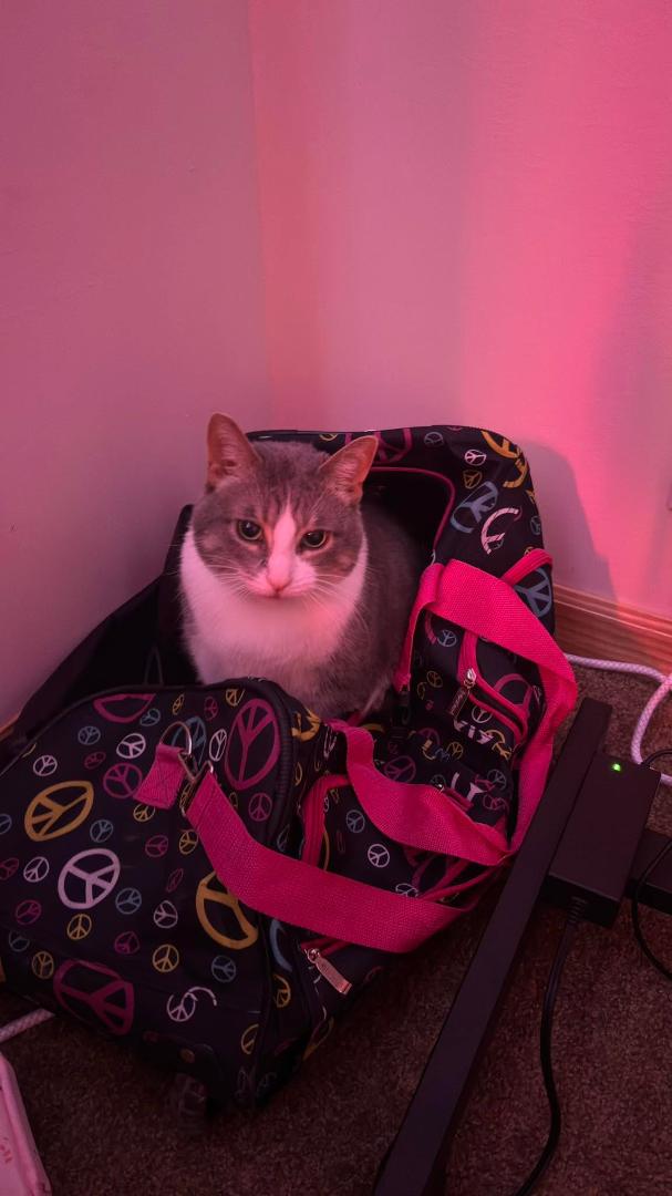 I think Belle wants to go with me on my next trip 🤣