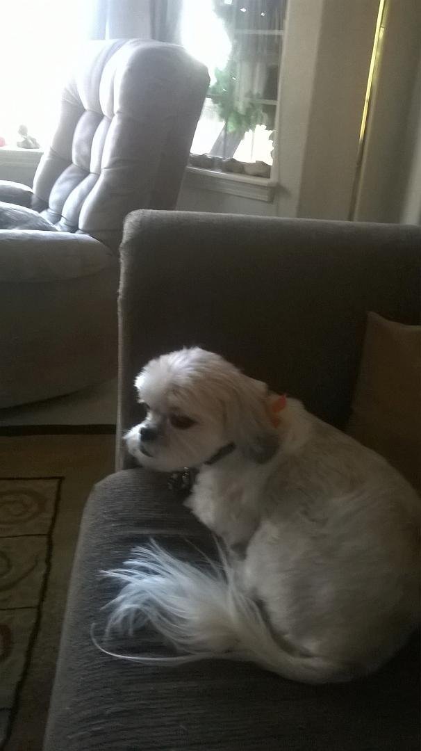 My baby boy hair cut