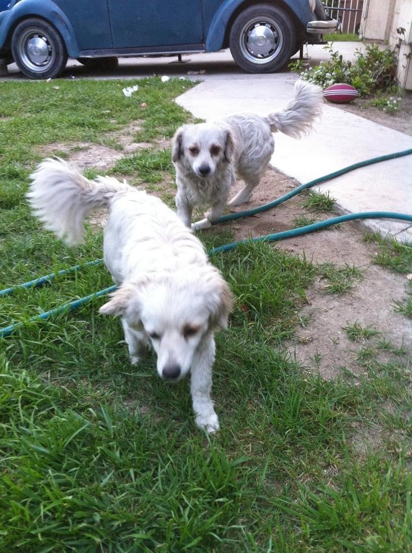 A neighbor down the street from me took these two strays (littermates) to the Mt Vernon Animal facility. They had been in the area for several weeks and random people feeding them. They are great dogs-2 years old-they just