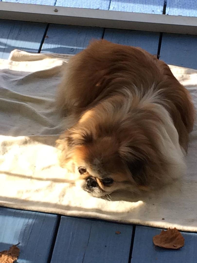 My Molly girl she will be 14 in May.. She is a sweet girl