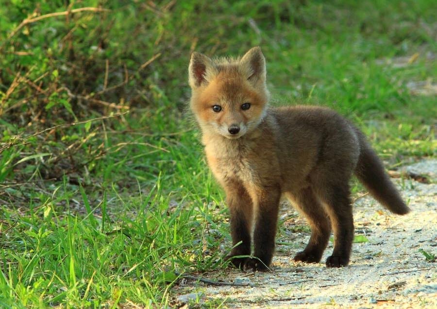 My intention is to fill up Facebook with baby animals to break the saturation of negative images and videos. If you like this post, I will choose a baby animal for you!