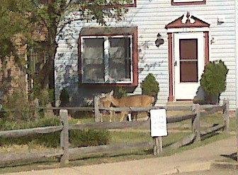 3 deer front yard middle of day