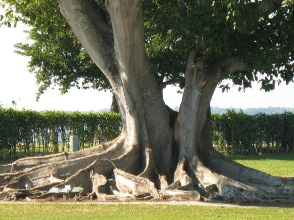 Roots from one of thos weird trees that grow funny