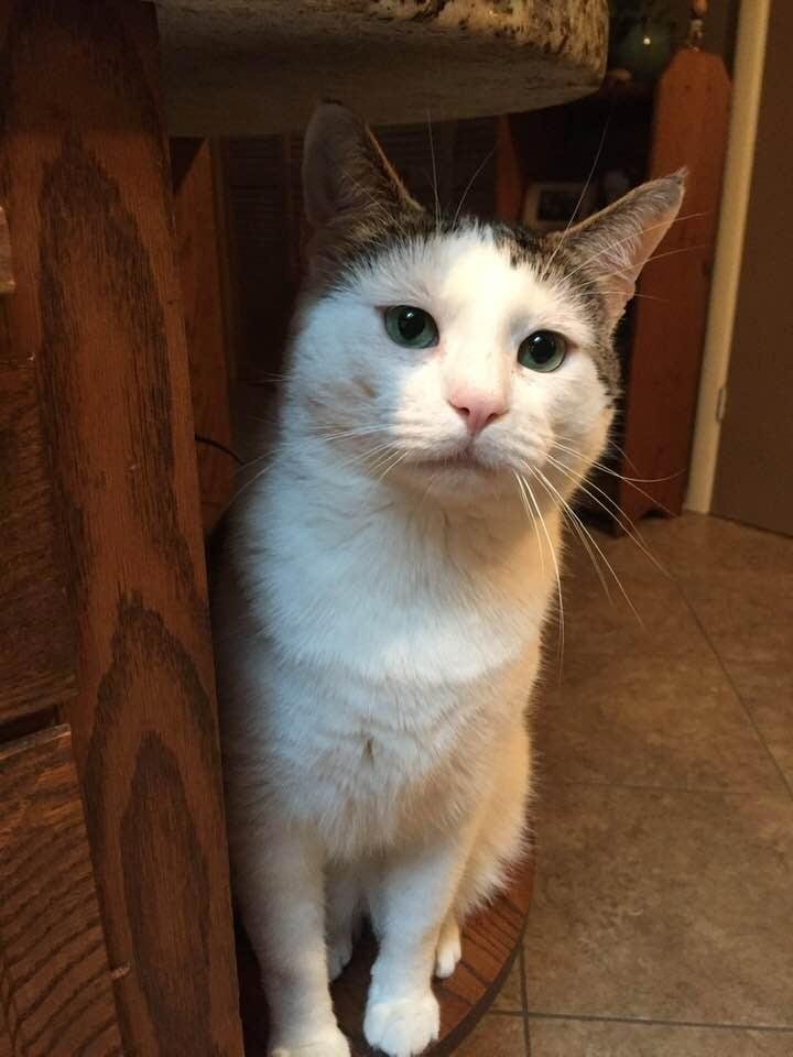 My little buddy Ouzo.