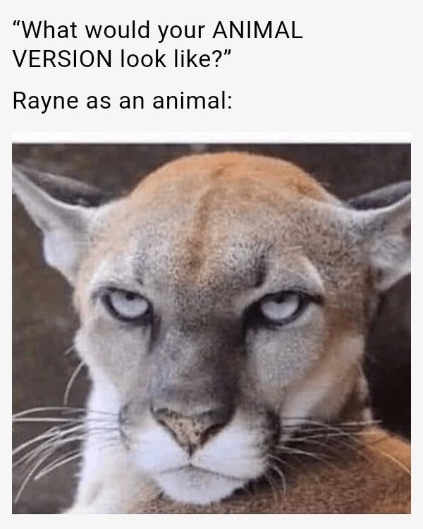 Cougar