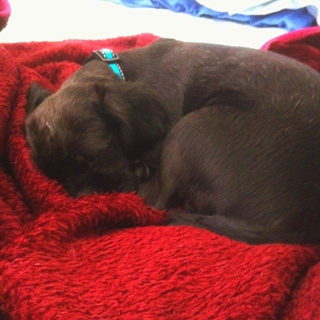 He continues to sleep