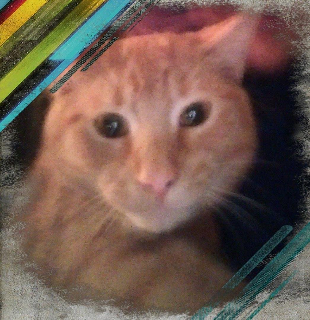 My rescue Kitty "Tiger Joe " getting his shots today. and neutered...poor baby....