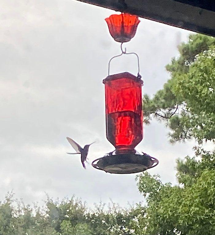 Hummingbird at my feeder. 🥰