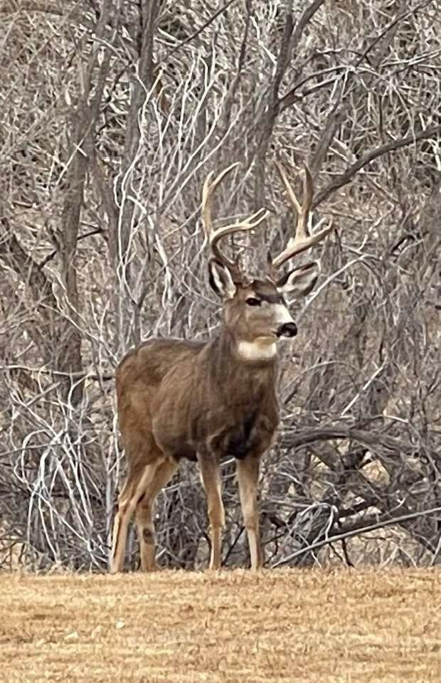 My yard ornamentation today.