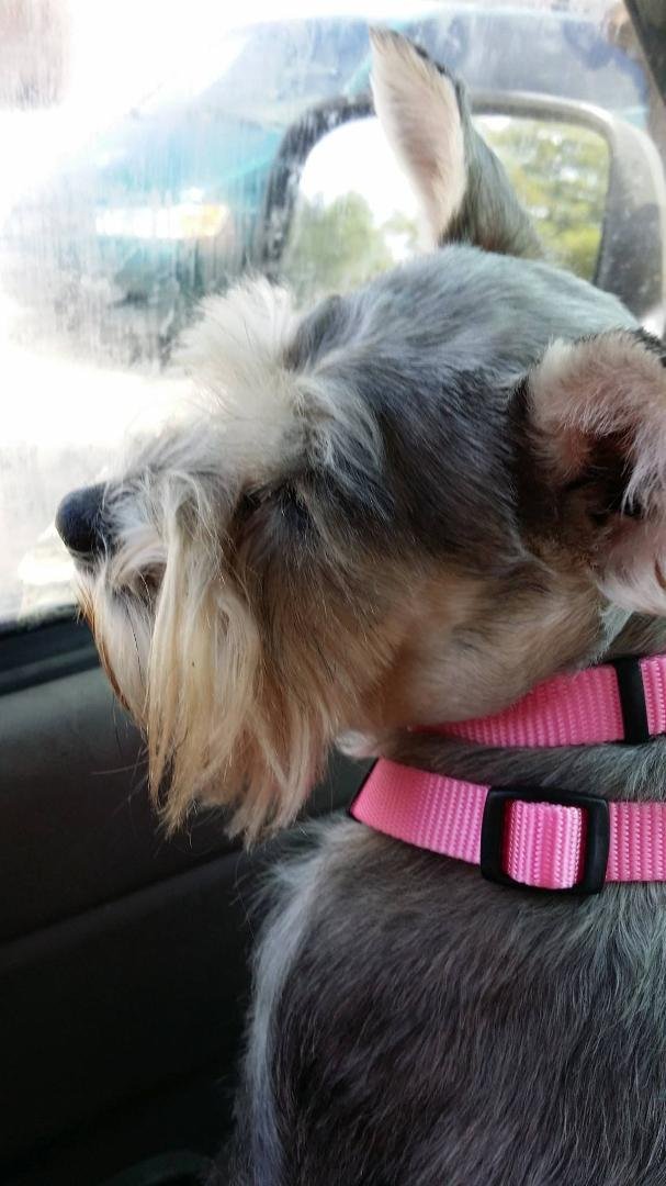 Pocket with her new harness  and  collar.   She is more  pretty
