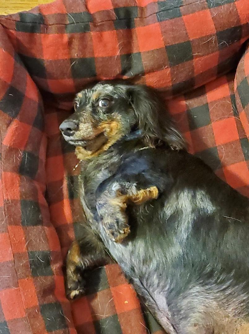 2nd one went to the groomer
