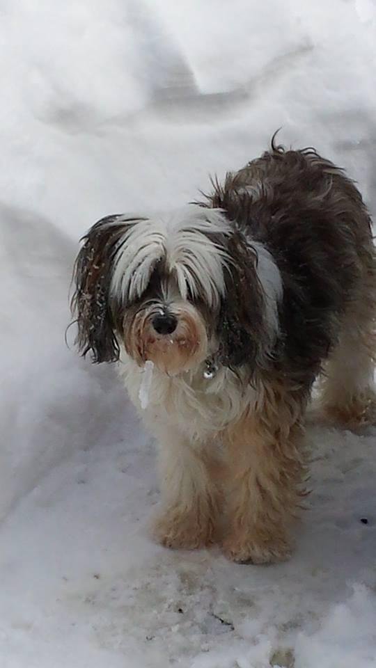 Parker walked around with an icicle hanging fron his face....either he's been outside too long or he had his nose somewhere it was not suposed to be! He's been hilarious in the snow!