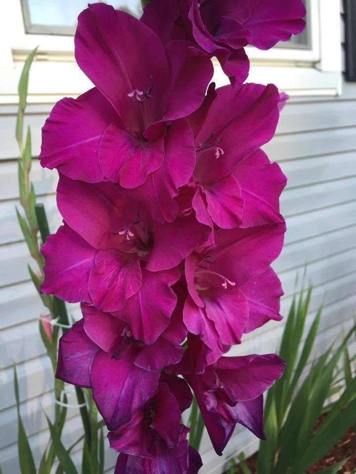 william gesar's album, Timeline Photos